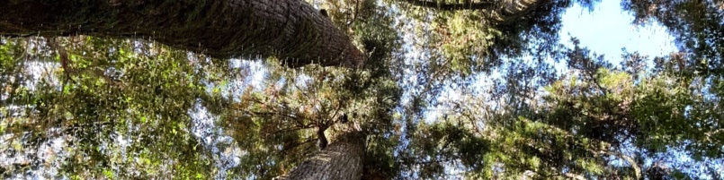 箱根神社の巨木