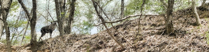 群馬のカモシカ