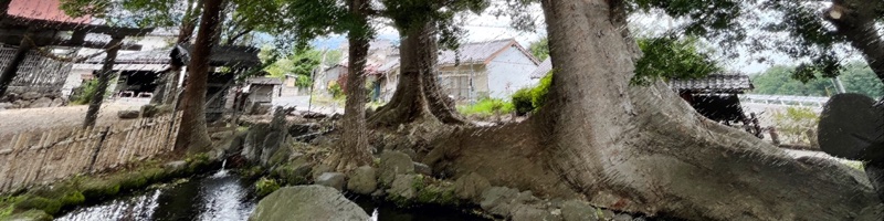白鳥神社とケヤキ
