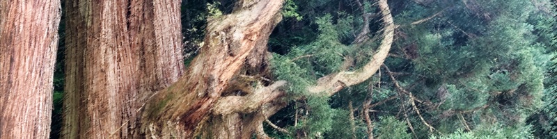鳴尾の熊野神社大スギ