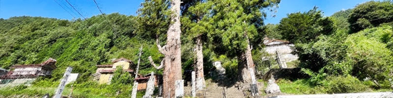 龍沢寺の妙全杉