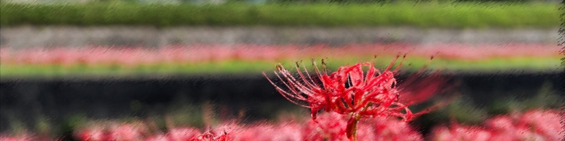 矢勝川の彼岸花