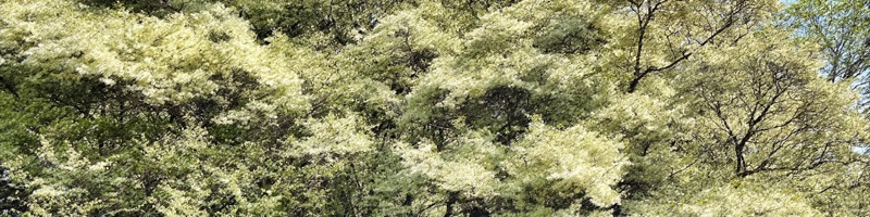 トキワマンサク群生地