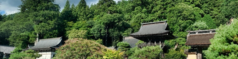 禅昌寺の大スギ