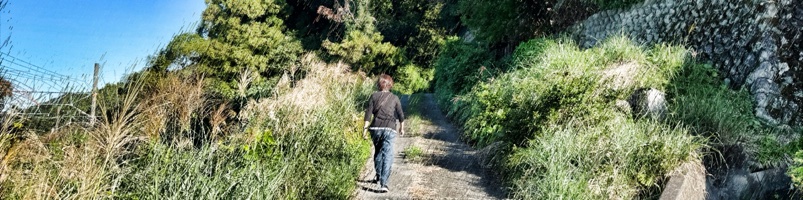 二軒家の大カヤ