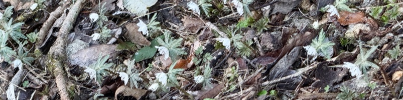 石雲寺の節分草