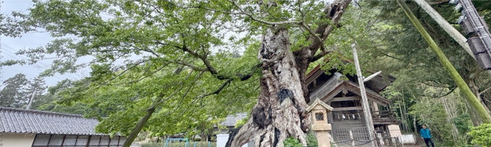 命主社のムクノキ