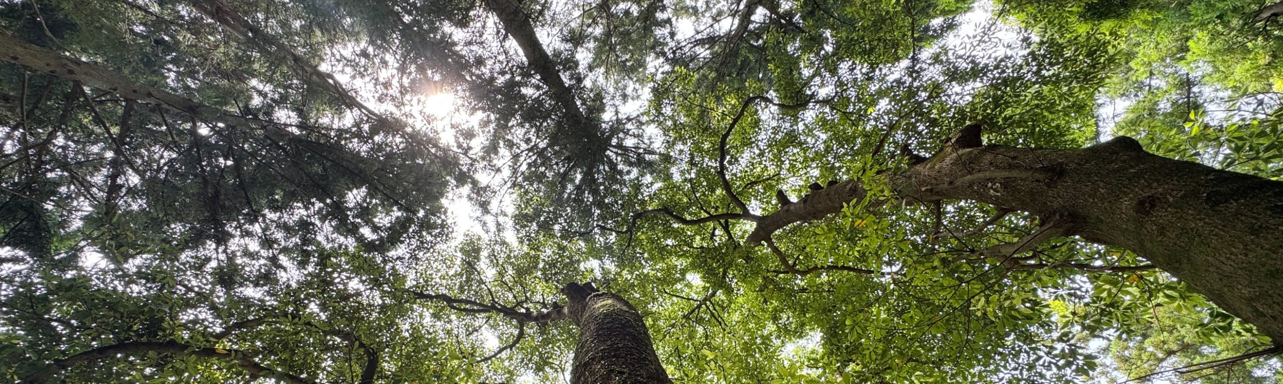白鬚神社のドンガの群落（イヌグス）