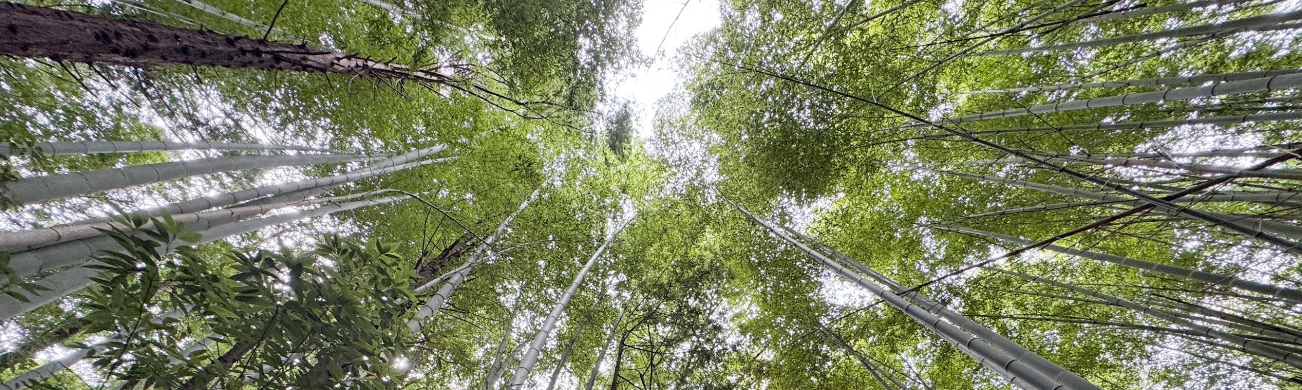 豊田市益富コース