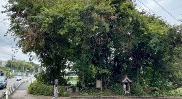 藤巻の石仏とエノキ