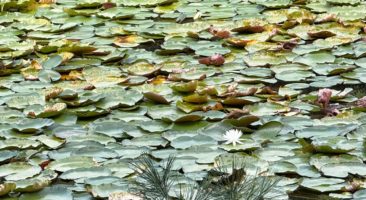 高根の森〜高根山（公園）