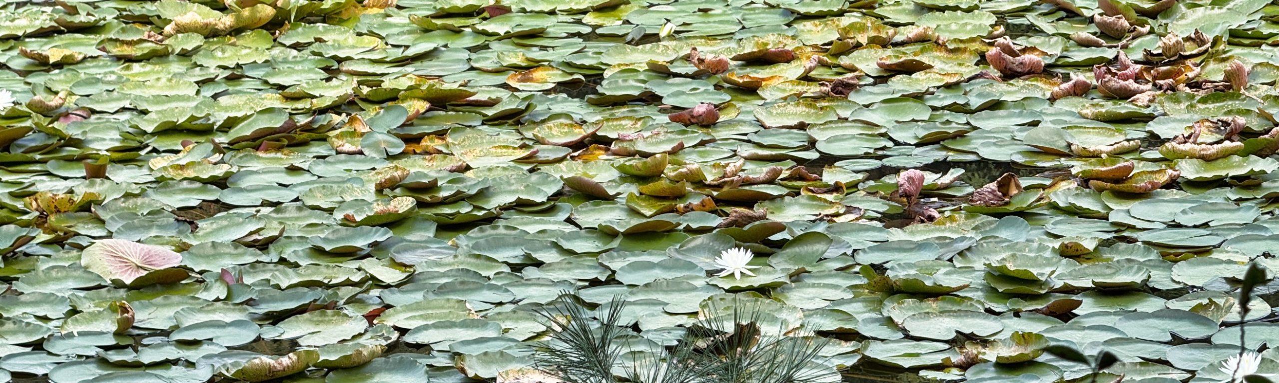 高根の森〜高根山（公園）