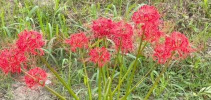 猿投籠川コース