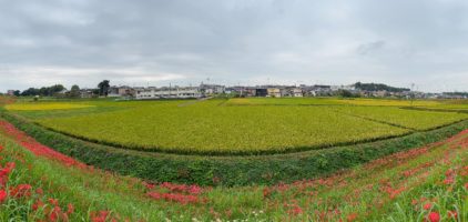 矢勝川の彼岸花