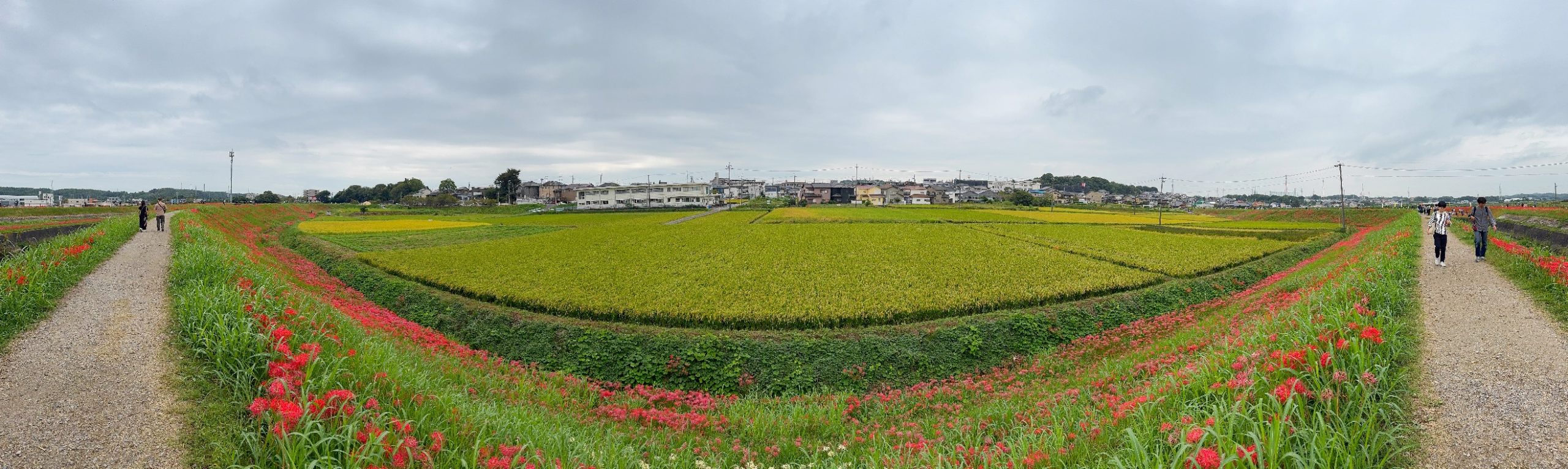 矢勝川の彼岸花