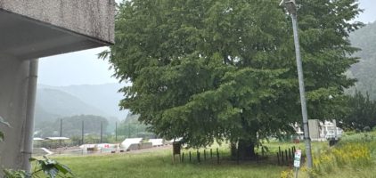 旧穂原小学校の大銀杏